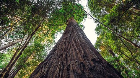 Tree Trunk Education