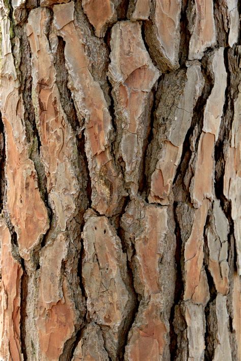 Tree Trunk Texture