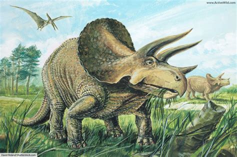 Triceratops, notable for its large frill and horns