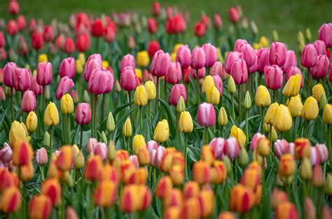 Tulip garden