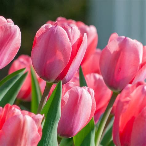 Description of tulips