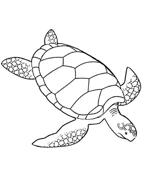 Turtle coloring pages for educational purposes