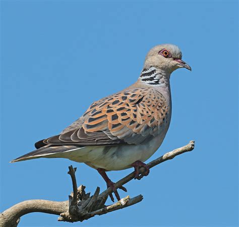 Two Turtle Doves