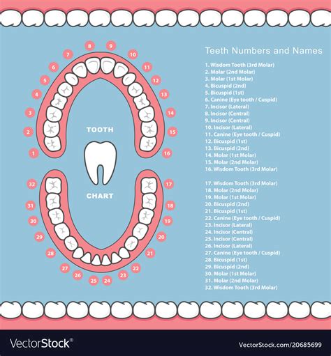 Types of Dental Templates