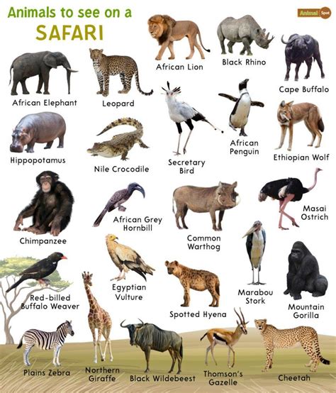 Types of Jungle Safari