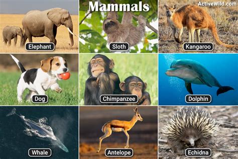 Types of mammals