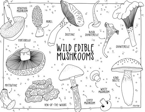 Different types of mushroom coloring pages