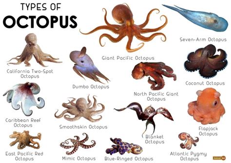 Types of Octopus Templates Image