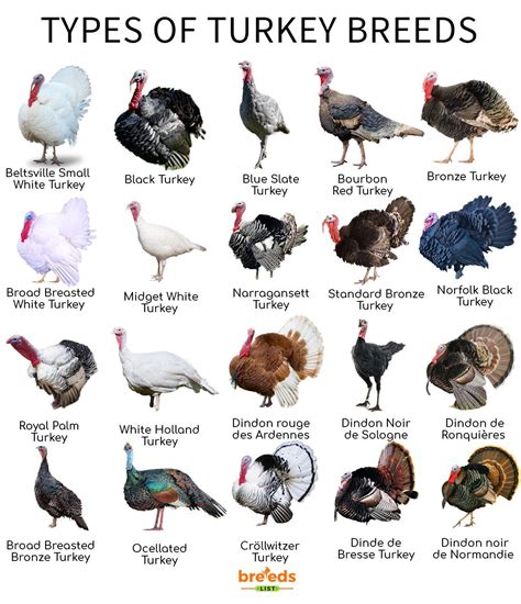 Types of Turkey Templates