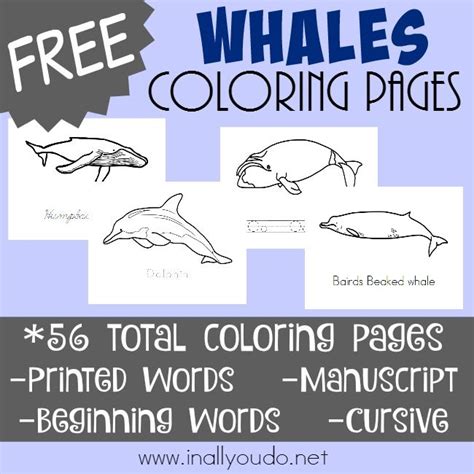 Types of Whales in Coloring Pages