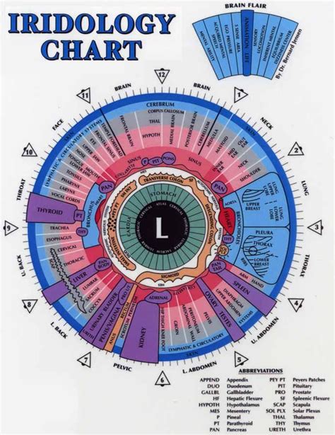 Understanding the Iridology Chart