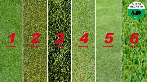 Understanding Your Lawn Type