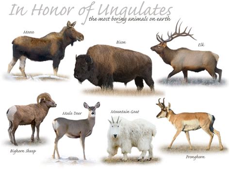 Ungulate mammals