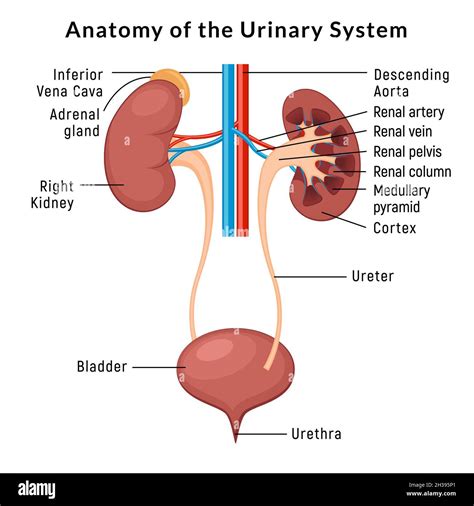 Urinary Tract System