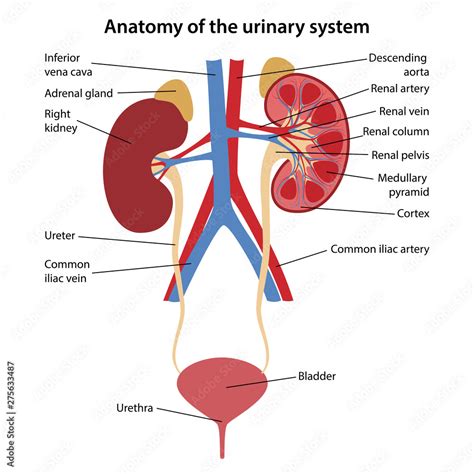 Urinary Tract System