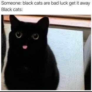 Uses of the black cat zoning out meme