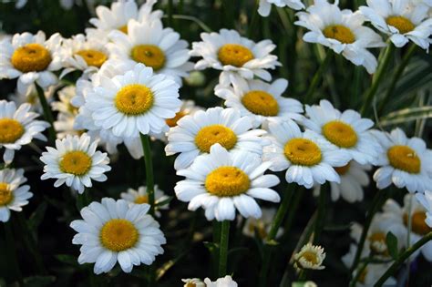 A bouquet of daisy flowers