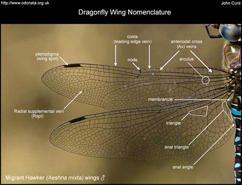 Uses of Dragonfly Wings Templates