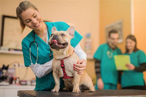 Veterinary Care