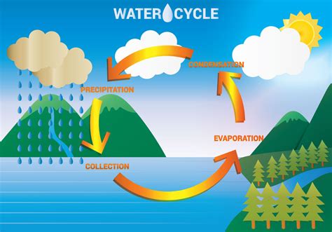 Water Cycle Diagram