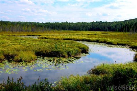 Wetland biome