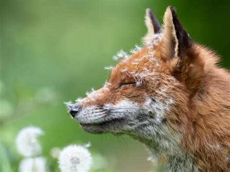 Description of Wildlife Photography