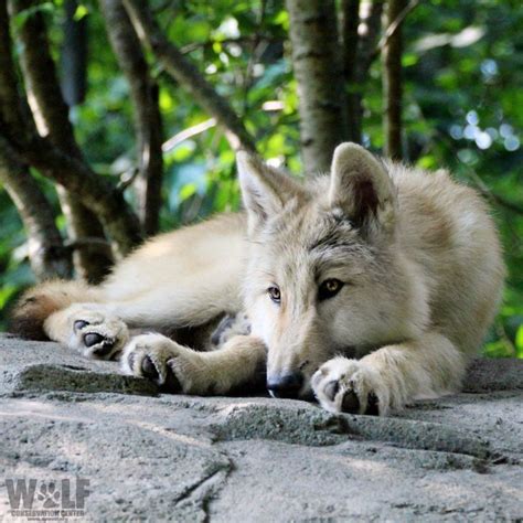 Wolf conservation