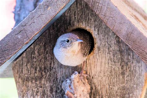 Wren Birdhouse