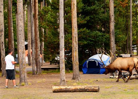 Yellowstone Camping