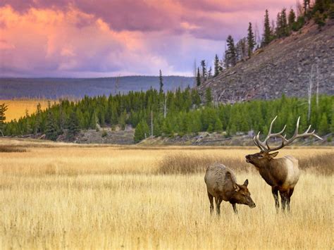 Yellowstone Wildlife