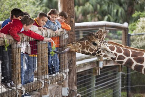 Educational programs offered by zoos